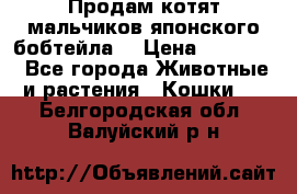 Продам котят мальчиков японского бобтейла. › Цена ­ 30 000 - Все города Животные и растения » Кошки   . Белгородская обл.,Валуйский р-н